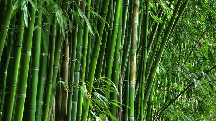 Bamboo 2209181230 2509180447