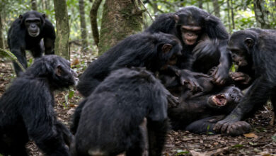 Chimpanzee