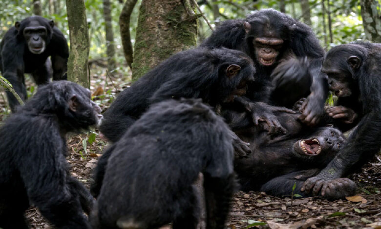 Chimpanzee