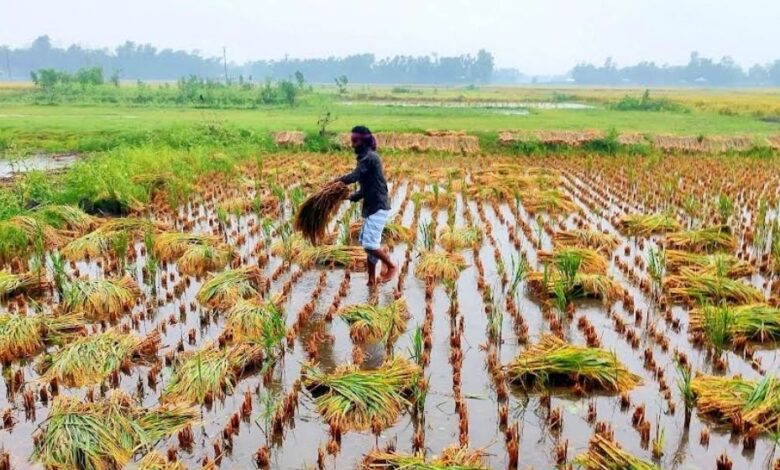 ‘কষ্টের ফসল শেষ হয়ে গেল, এখন সারা বছর কীভাবে চলব’ 1 Fosol 69f27f3555d7f