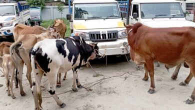 Mymensingh Cow Thief Arrest 2