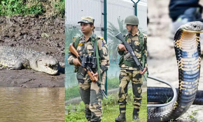 এবার বাংলাদেশ সীমান্তে বিষধর সাপ ও কুমির মোতায়েনের পরিকল্পনা ভারতের 1 Untitled 1 1