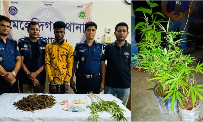 শখের বাগানের টবে গাঁজা চাষ, ১৩টি গাছসহ মাদক কারবারি আটক 1 arrest 20260425045849