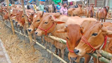 15 06 24 Dholaikhal Cow Hat 14 8636ac693485ed2c1dec64cfd0ed5640