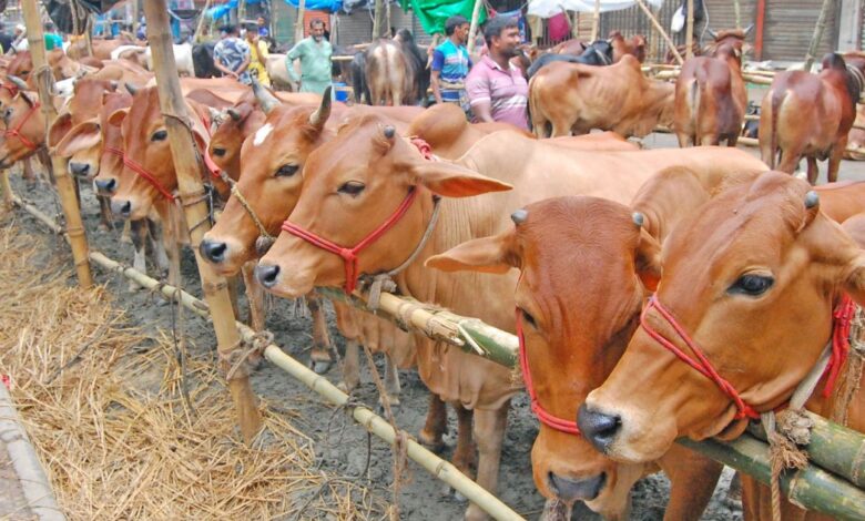 15 06 24 Dholaikhal Cow Hat 14 8636ac693485ed2c1dec64cfd0ed5640