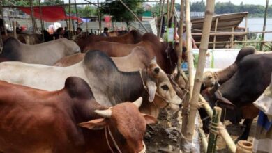 21 06 23 Cow Hat 14 a65df32ffead7ce409871365980bd9c6 cf0f04c04fd7de338df52b0c2247a64d