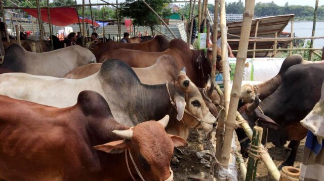 21 06 23 Cow Hat 14 a65df32ffead7ce409871365980bd9c6 cf0f04c04fd7de338df52b0c2247a64d