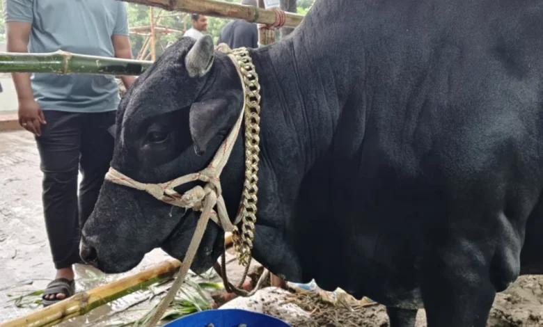 সারাদিন শুয়ে-বসে থাকে অলস ষাঁড়, নাম রাখা হলো কমিশনার 1 3e0baf83fe84056ae78247f7beb6263b 6a157e7a11c81