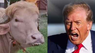 Trump Cow 6a1139cba6456