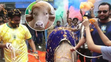 cow 20260526092008