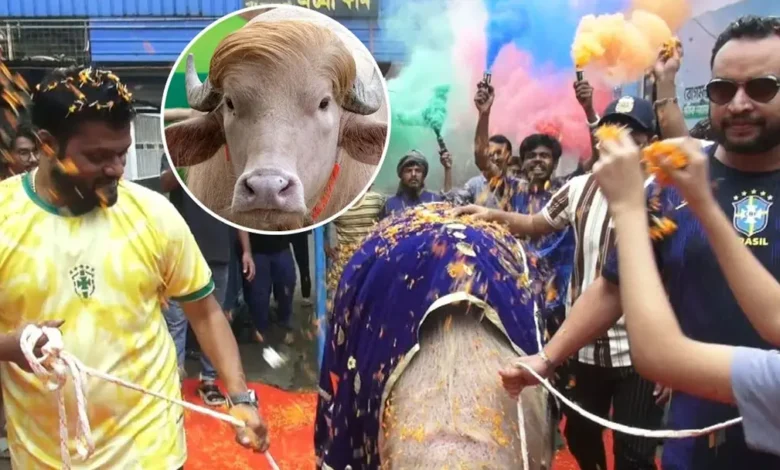 cow 20260526092008