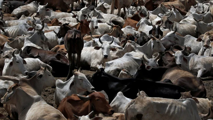 cow