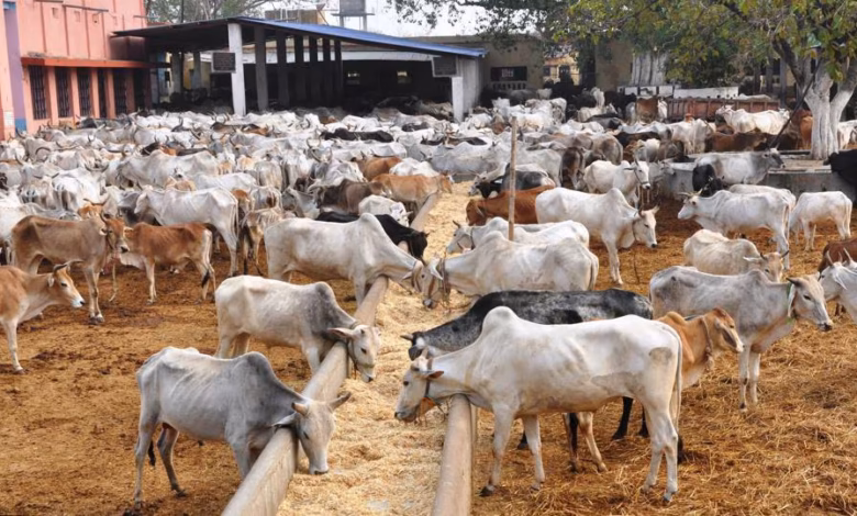 dhanbad jharkhand dhanbad hindustan rescued shelter cattle 54601bb2 6606 11e7 95fb ec6334583ea6