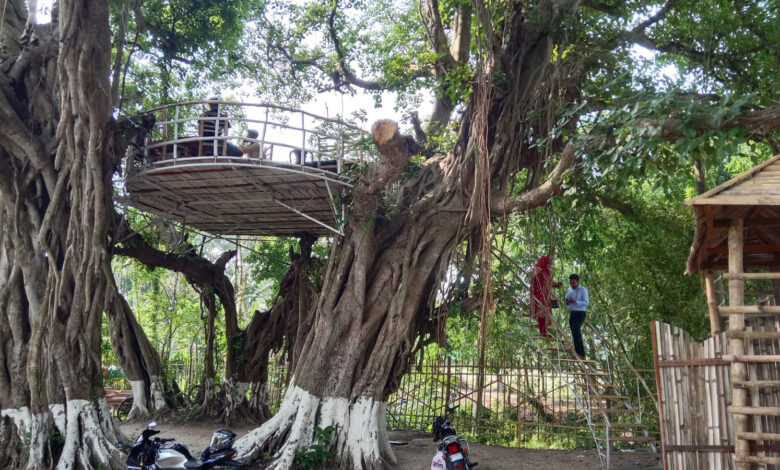 শতবর্ষী বটগাছে রেস্টুরেন্ট, হারাচ্ছে পাখিদের নিরাপদ আশ্রয় 1 jhnidh 2 LxQbRCZ