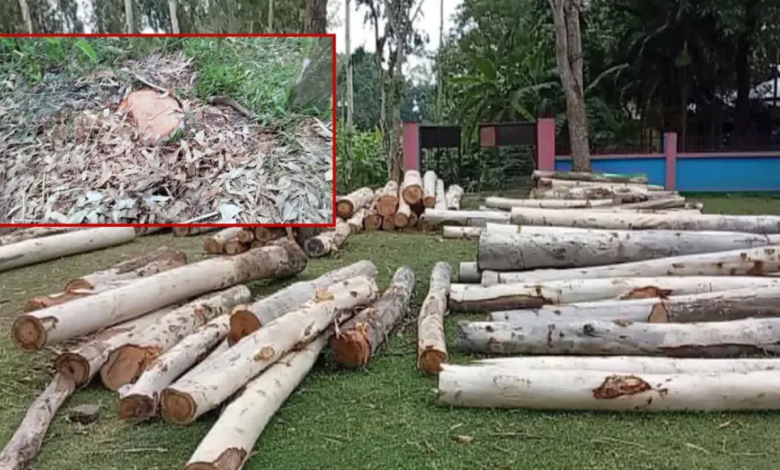 জামায়াত ও আ.লীগ নেতার বিরুদ্ধে অর্ধশত গাছ কাটার অভিযোগ 1 66