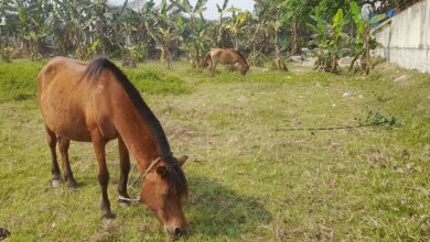 Gazipur Horse 67cdcacbcb225 67d9a78430b70
