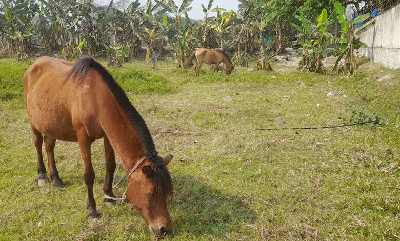 Gazipur Horse 67cdcacbcb225 67d9a78430b70