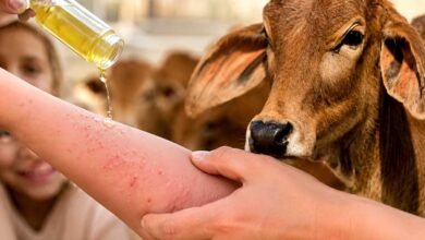 cow urine cover