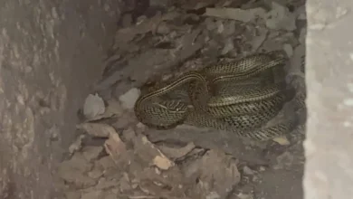 snake w 20260608184003