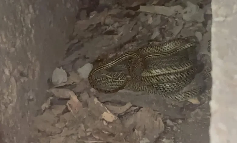 snake w 20260608184003