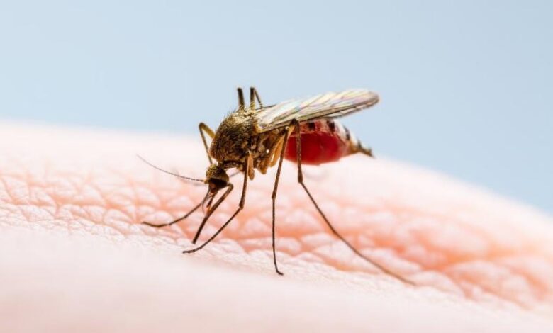 dengue
